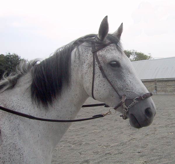 Equibridle Bitless Bridle