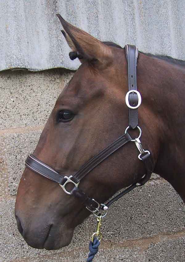 Classic Padded Headcollar