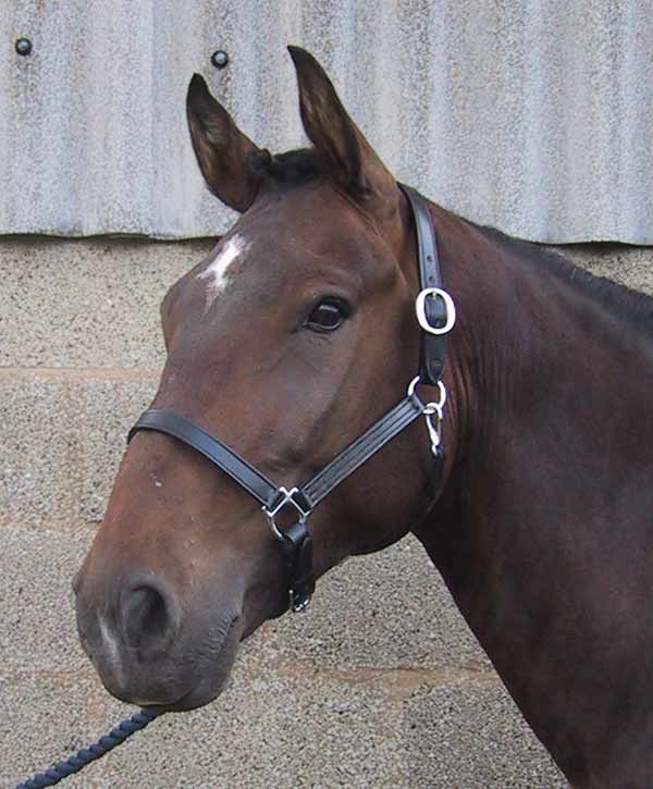 Stubben Pattern Headcollar