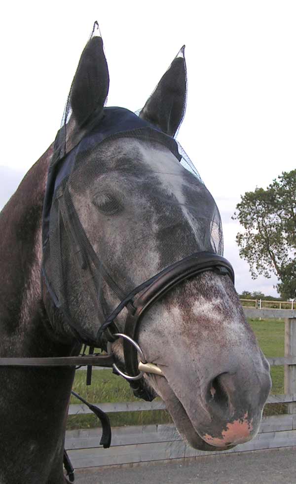 Riding Fly Mask
