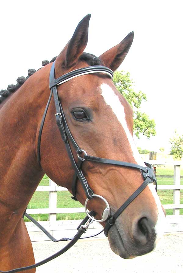 Mexican Bridle